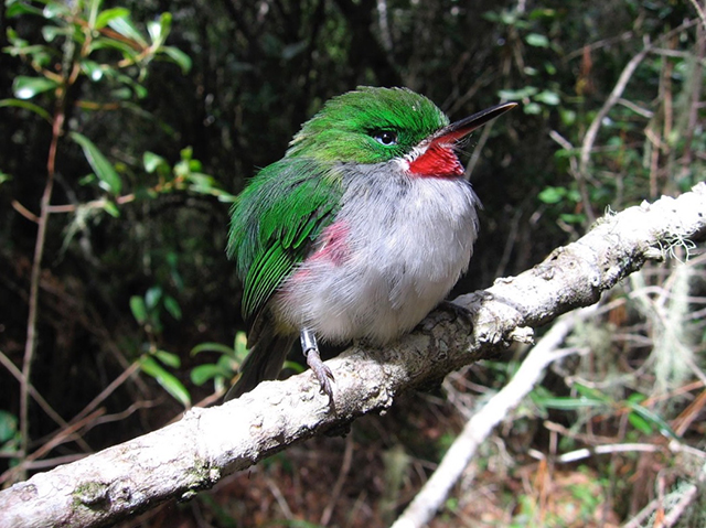 Image of a Narrow-billed Tody.