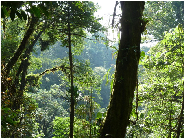 Image of Ecuadorian cloud forest.