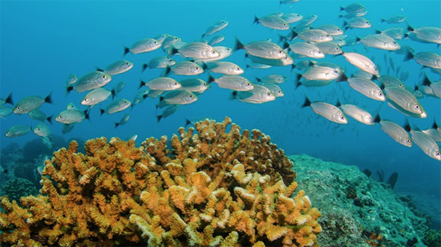 Image of a school of fish