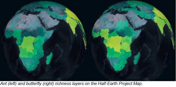 Two maps of the world showing the richness layers on the Half-Earth Project Map. The ants map is on the left and the butterfly map is on the right.