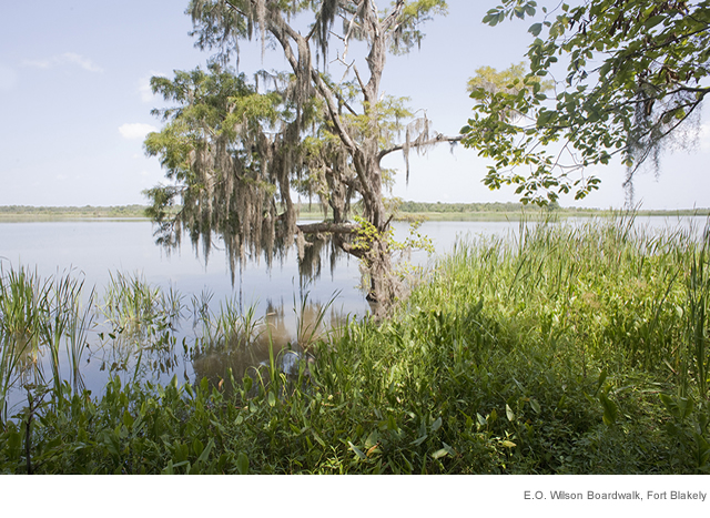 E.O. Wilson Boardwalk, Fort Blakely