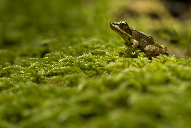 Image of a frog on moss.