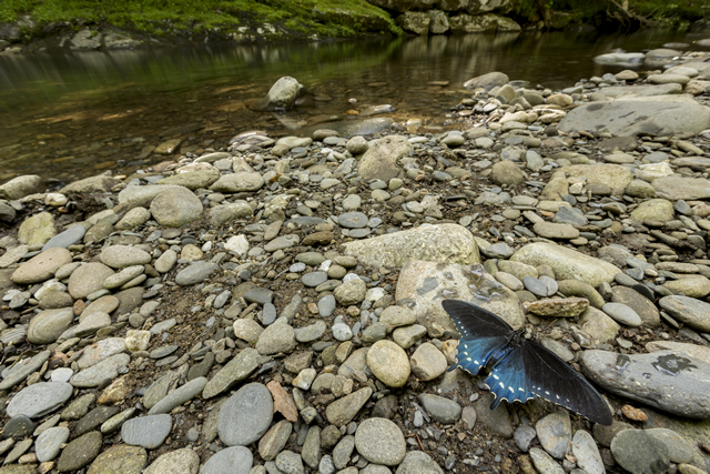 Image of a butterfly on rocks.