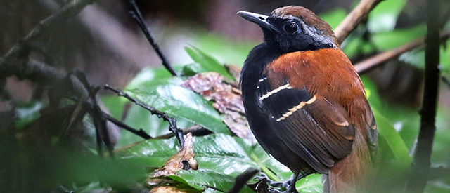 Image of the newly discovered antbird, Myrmoderus eowilsoni.