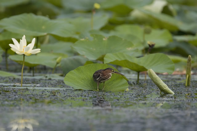 A young little green heron stalks the lotus along the Tennessee River