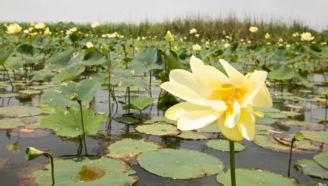 Lotus blooming along the Blakeley River in the Mobile-Tensaw Delta