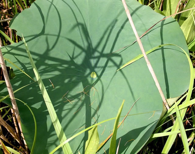 A lotus leaf.