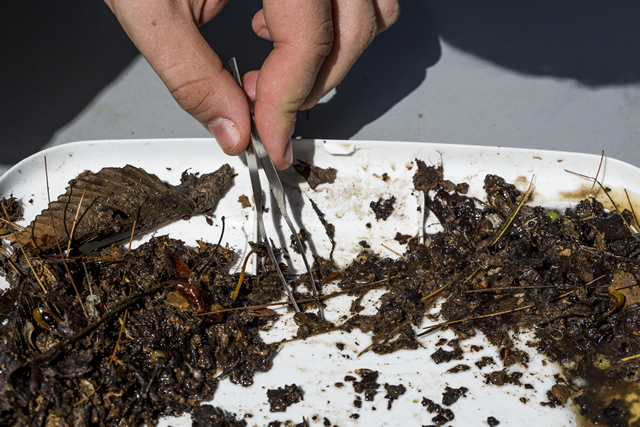 Image of earwigs and dirt.