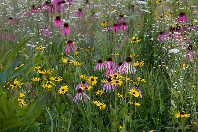 Image of Alabama wildflowers.