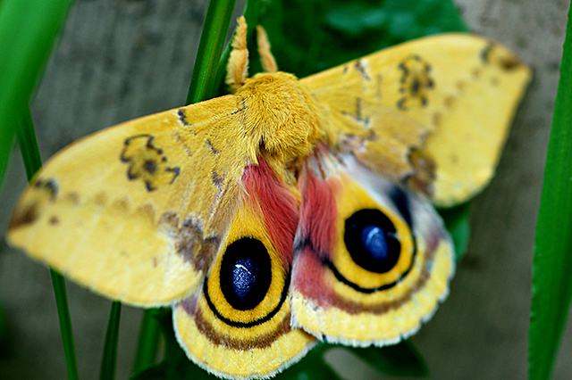 Imagine of a yellow butterfly.