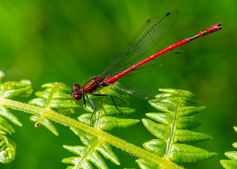 Damselfly on a leaf.