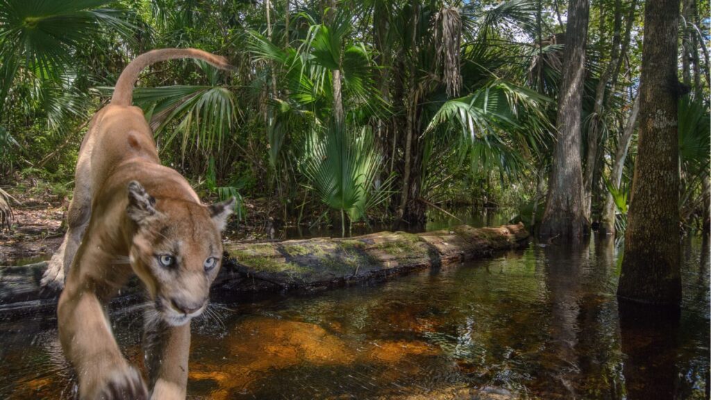 Image of a Florida Panther.