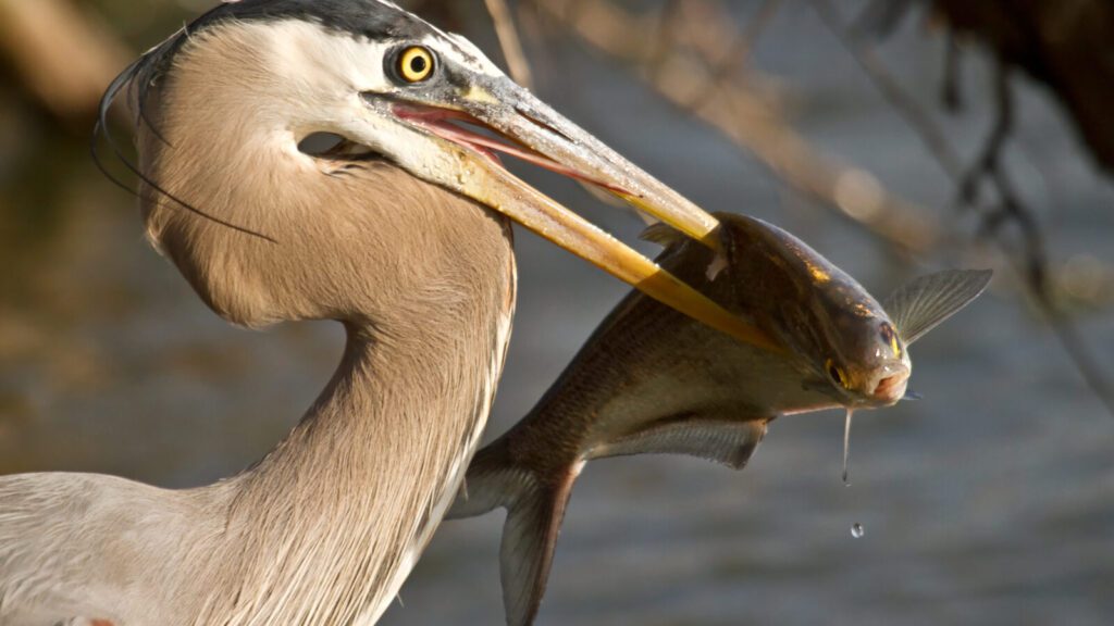 Image of the great blue heron holding a fish.