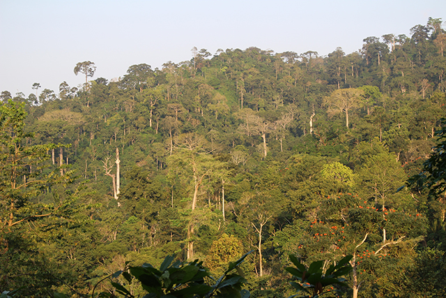 Image of trees in Ghana.