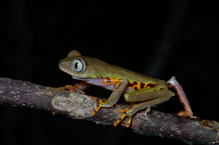 Spotted leaf frog