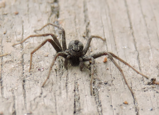 Image of a spider.