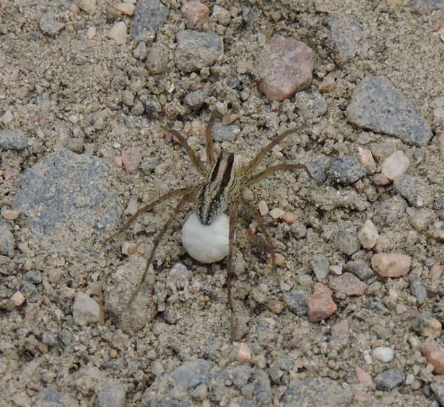 Image of a spider. 