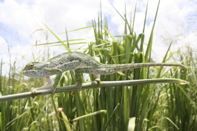 Image of a chameleon on a branch. 