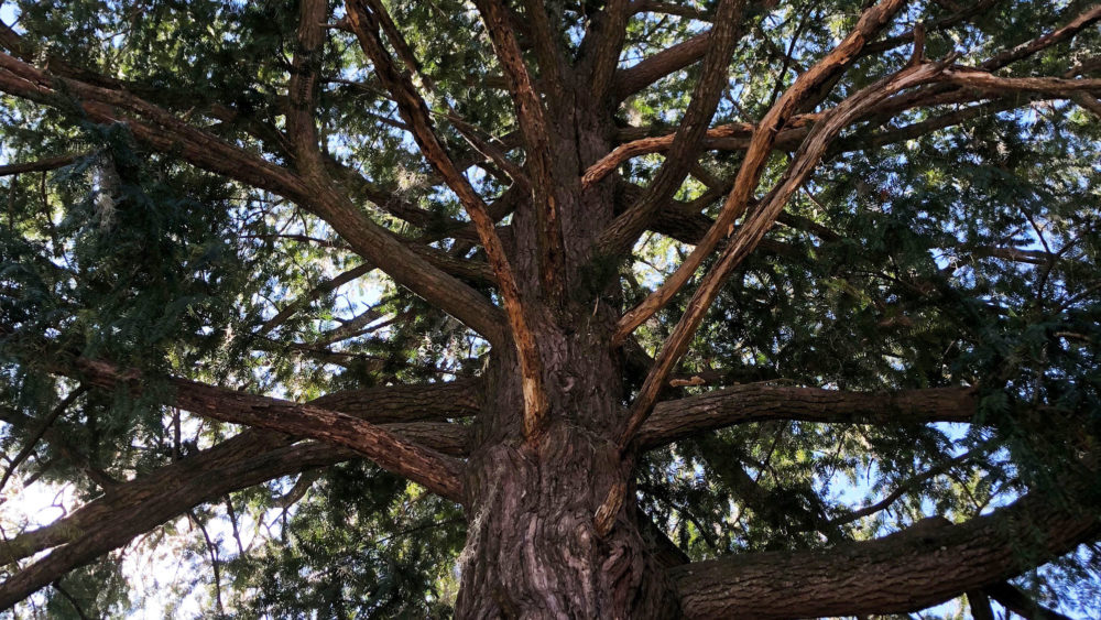 Image of a rare mature torreya on a street in Madison, Florida.