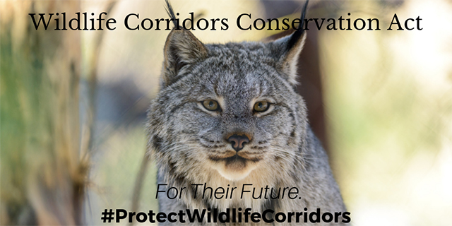 Image of a Lynx with the text "Wildlife Corridors Conservation Act. For their future. #ProtectWildlifeCorridors"