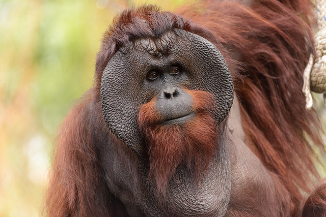 Image of a male Bornean Orangutan.