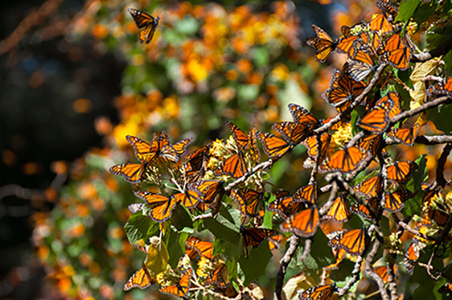 Image of Monarch butterflies.