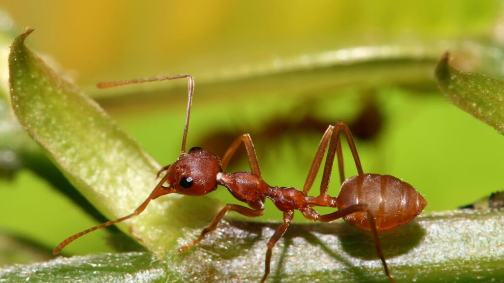 Close up image of an ant.