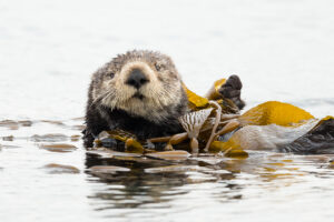 River Otter Kelp