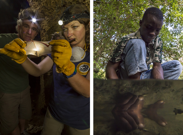 Two images. Left: Mammalogist, Jennifer Guyton (Princeton University) and cinematographer Bob Poole, inspect a bat found during the 2013 Biodiversity Survey. Right: Trainee scientist, Ricardo Jose Gauta collects aquatic species for the first synoptic collection of the flora and fauna of a major national park in southern Africa