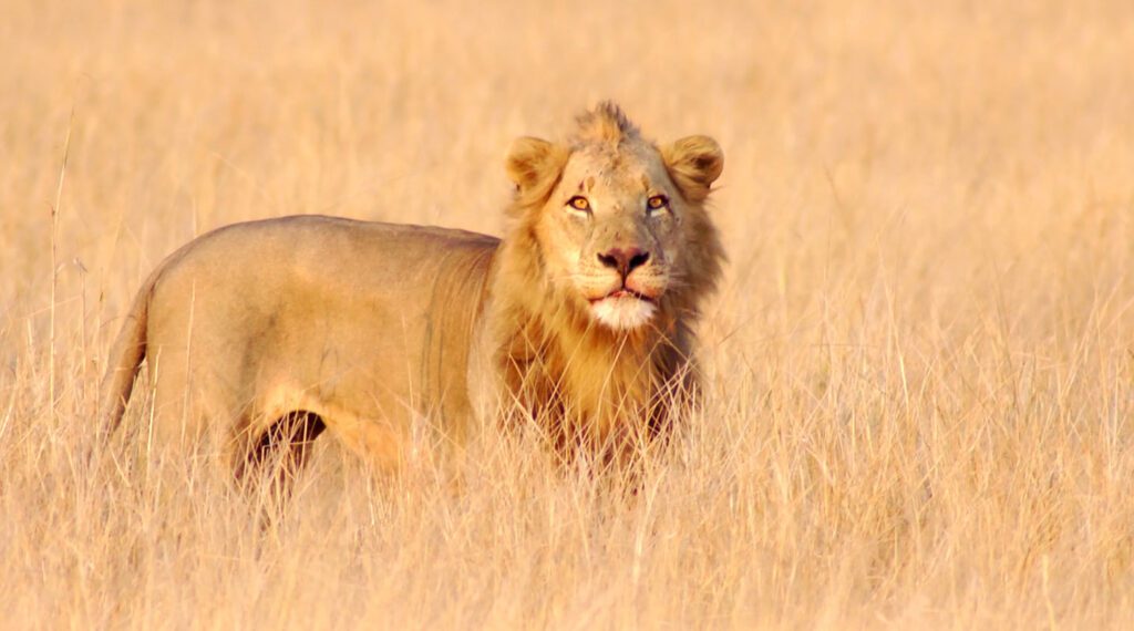 Image of a lion. 