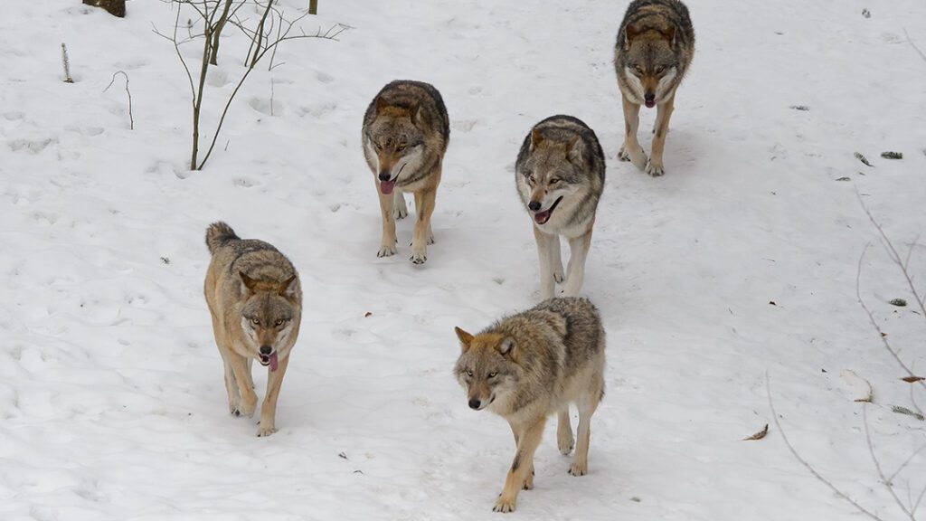 Image of a pack of wolves.