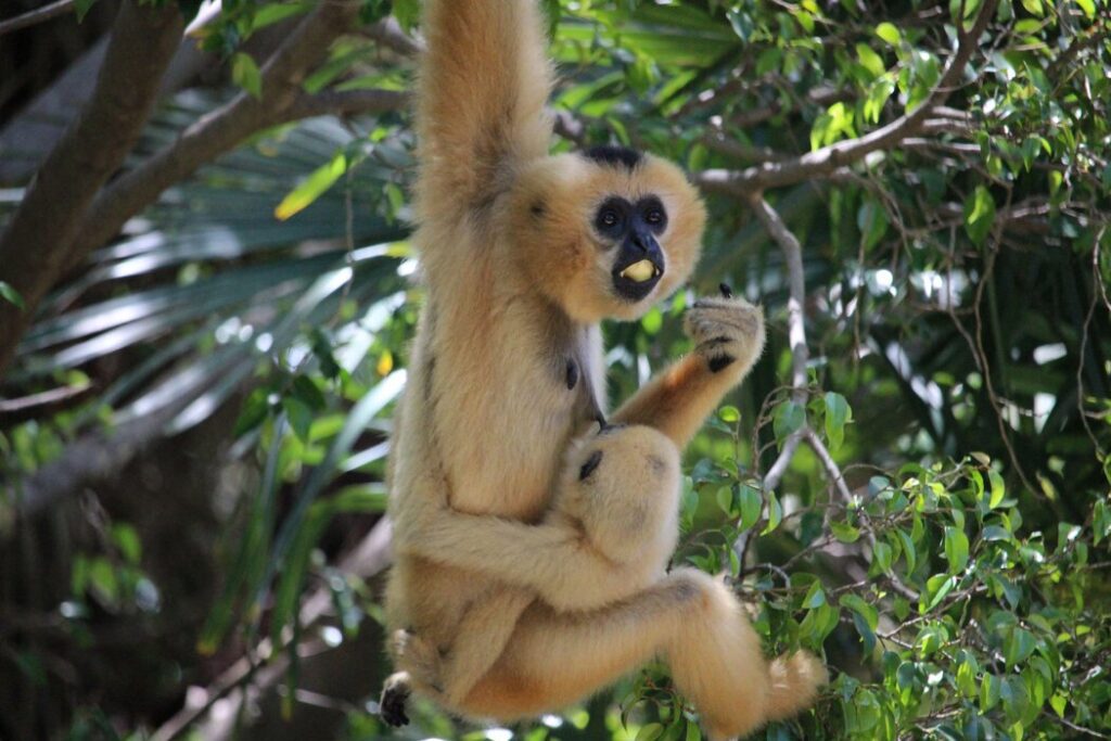 Yellow Cheeked Gibbon holding a baby Gibbon