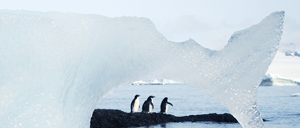 A group of Adelie penguins on an ice bridge. 