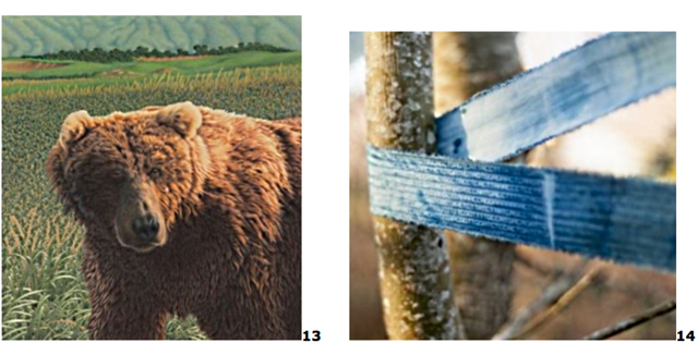 Two images of (13) Michael Felber’s concern about species extinction is viscerally sensed from his exquisite, up-close illustration, Grandfather, of the threatened Alaskan brown bear.

(14) Jaden J.A. Hastings’ installation series, On the Subjugation of Nature, is uniquely Anthropocenic – trees are bound by a strip of fabric printed with their sequenced genome.