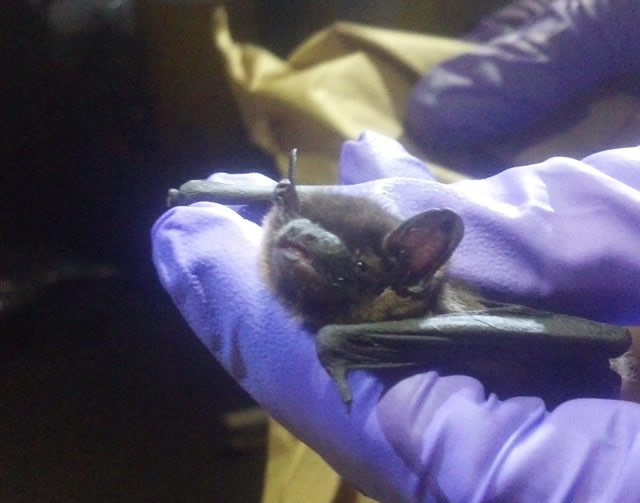 Image of a bat being held.