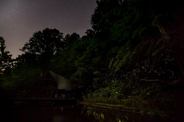 Image of Synchronous fireflies at Norton Creek.