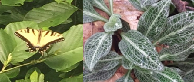 The left image of Eastern Tiger Swallowtail. The right image of Rattlesnake Plantains. 