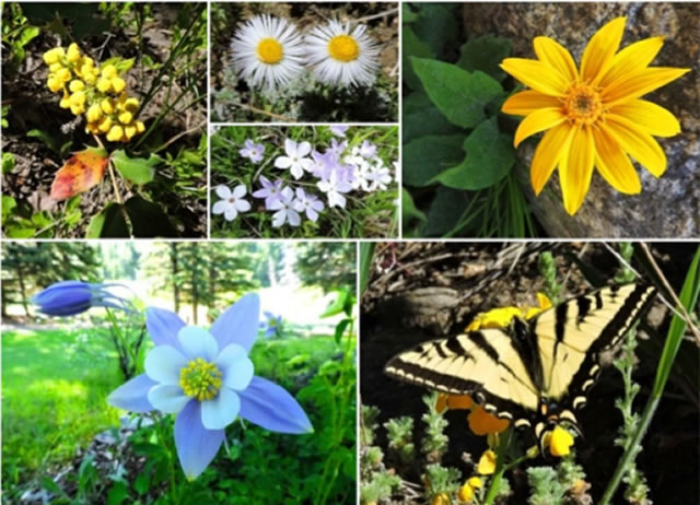 Images of flowers and butterflies. 