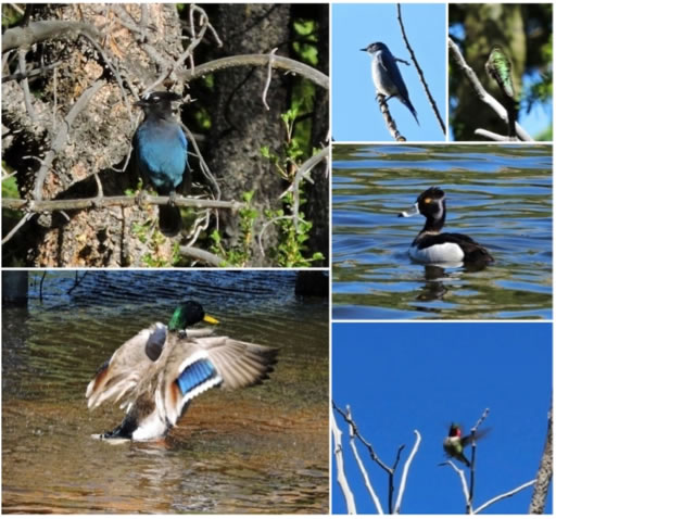 Images of different birds and ducks. 