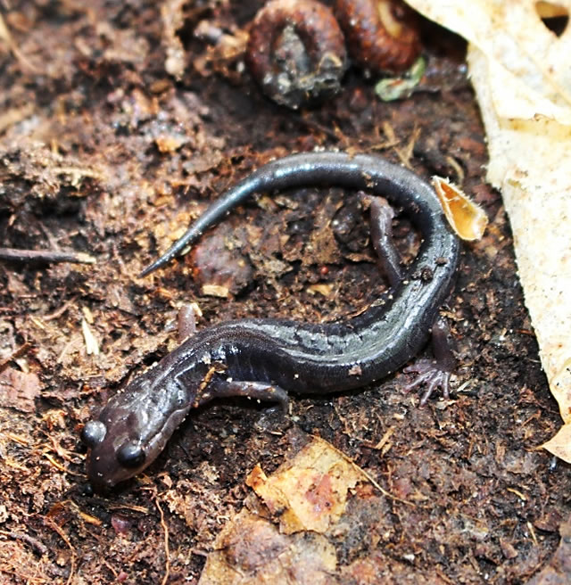 Image of a salamander.
