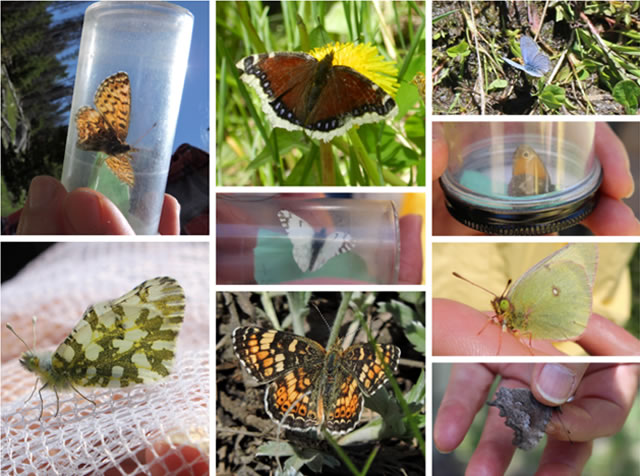 Several images of different butterflies. 