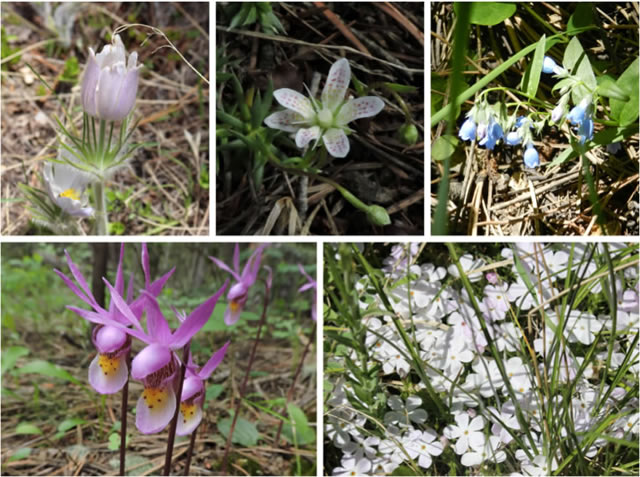Images of different flowers in a forest. 
