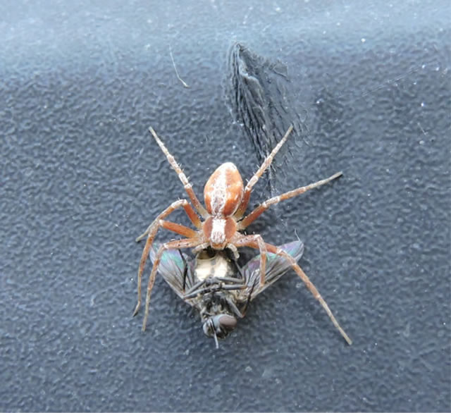 Image of a spider eating a bug. 