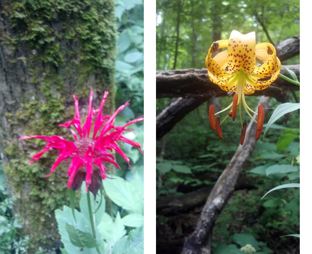 Left image Bee balm (Monarda). Right image Turk’s cap lily (Lilium superbum).