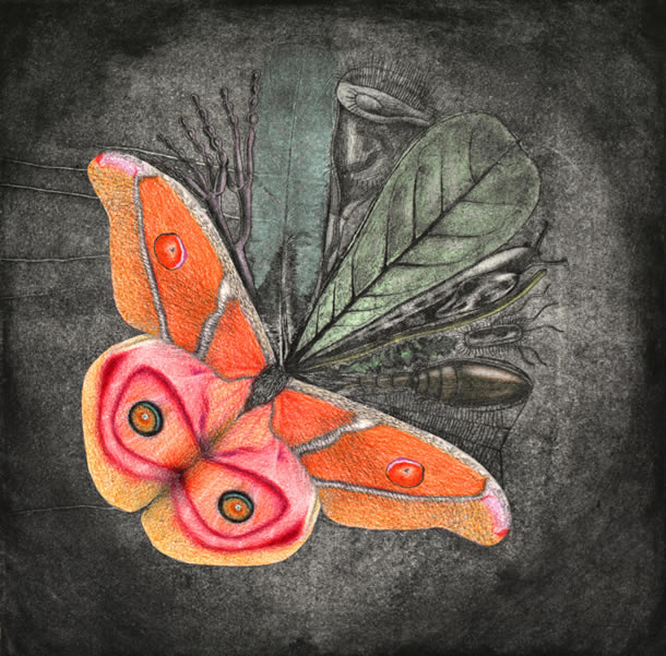 Drawing of a butterfly.