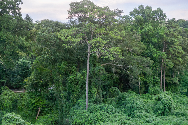 Images of trees.