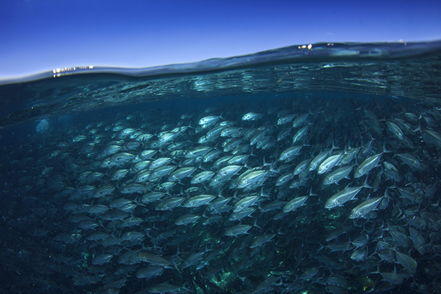 Image of fish in the sea.