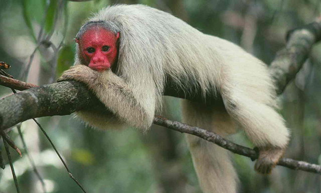 A bald uakari monkey (Cacajao calvus) in the flooded forest of the Amazon in Brazil.