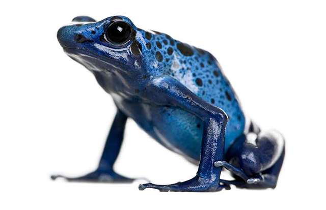 A blue poison dart frog ( Dendrobates azuresus) photographed in a studio.