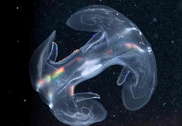 A Ctenophore or Comb Jellyfish collected off Wassteri reef.